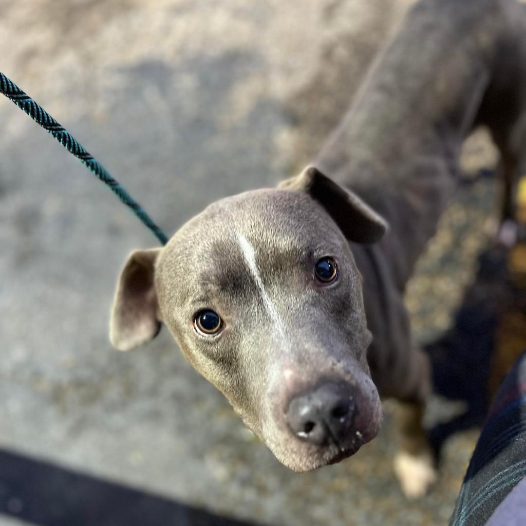 Jackson, an adoptable American Staffordshire Terrier in Fleetwood , PA, 19522 | Photo Image 2