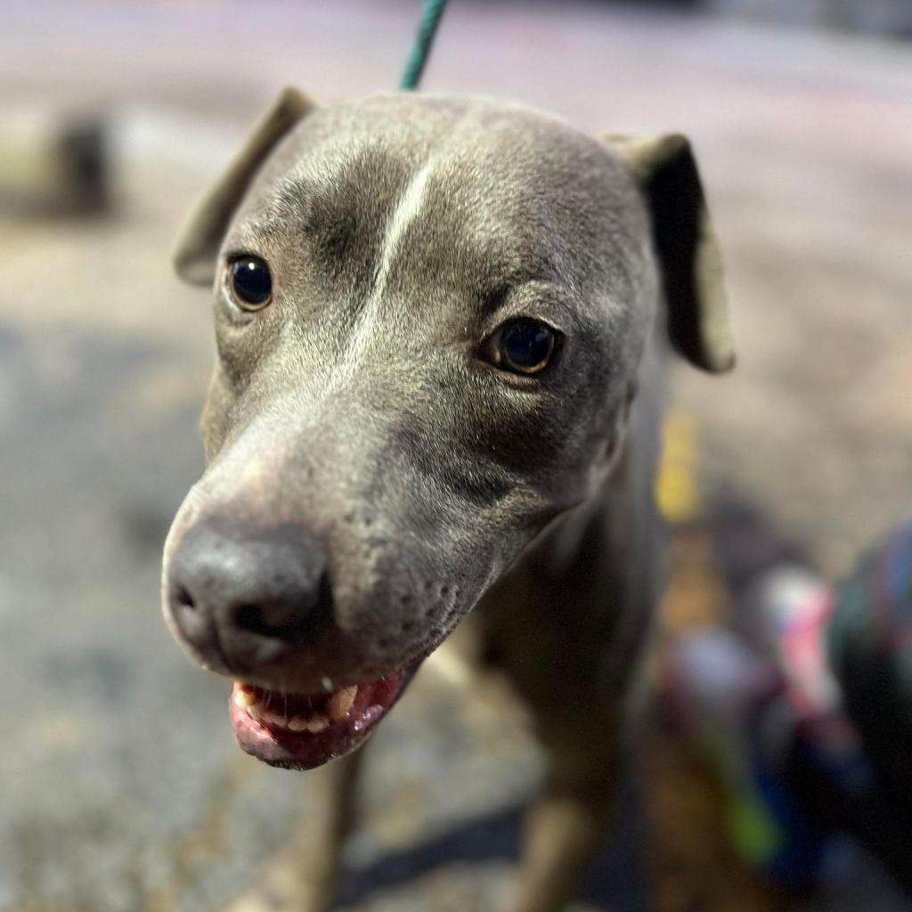 Jackson, an adoptable American Staffordshire Terrier in Fleetwood , PA, 19522 | Photo Image 3