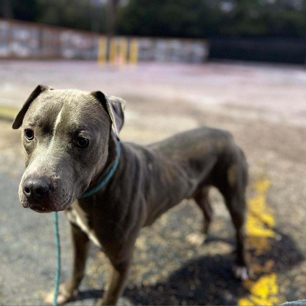 Jackson, an adoptable American Staffordshire Terrier in Fleetwood , PA, 19522 | Photo Image 3