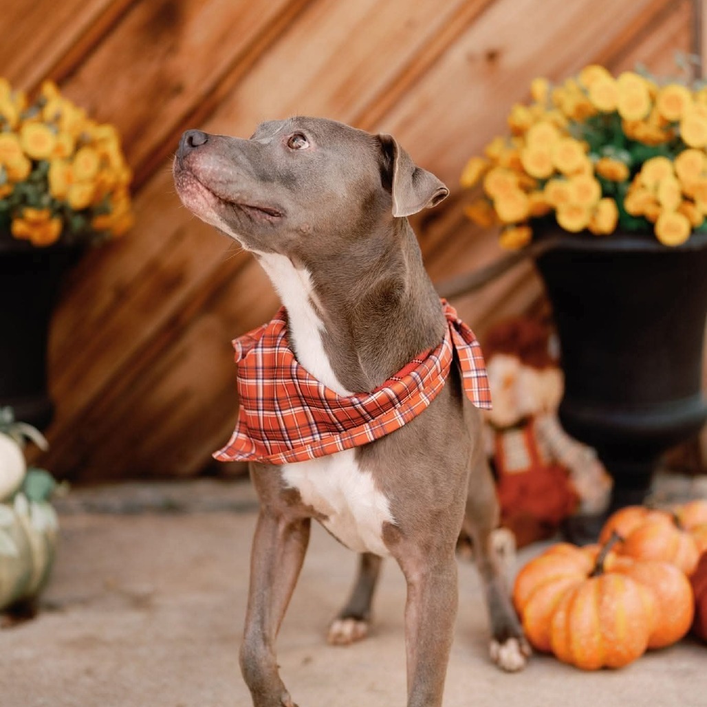 Jackson, an adoptable American Staffordshire Terrier in Fleetwood , PA, 19522 | Photo Image 5