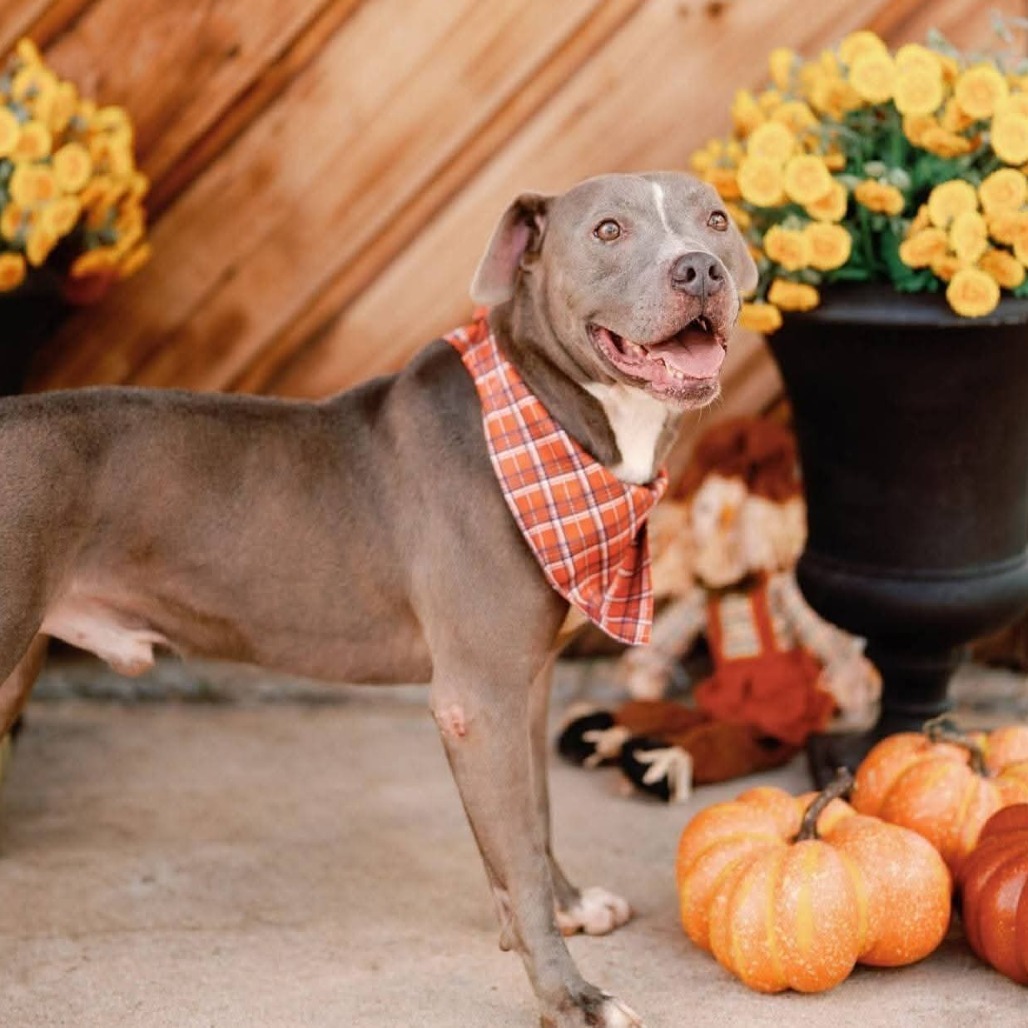 Jackson, an adoptable American Staffordshire Terrier in Fleetwood , PA, 19522 | Photo Image 6