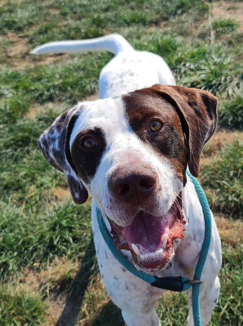 Hank, an adoptable German Shorthaired Pointer in Longview, WA, 98632 | Photo Image 2