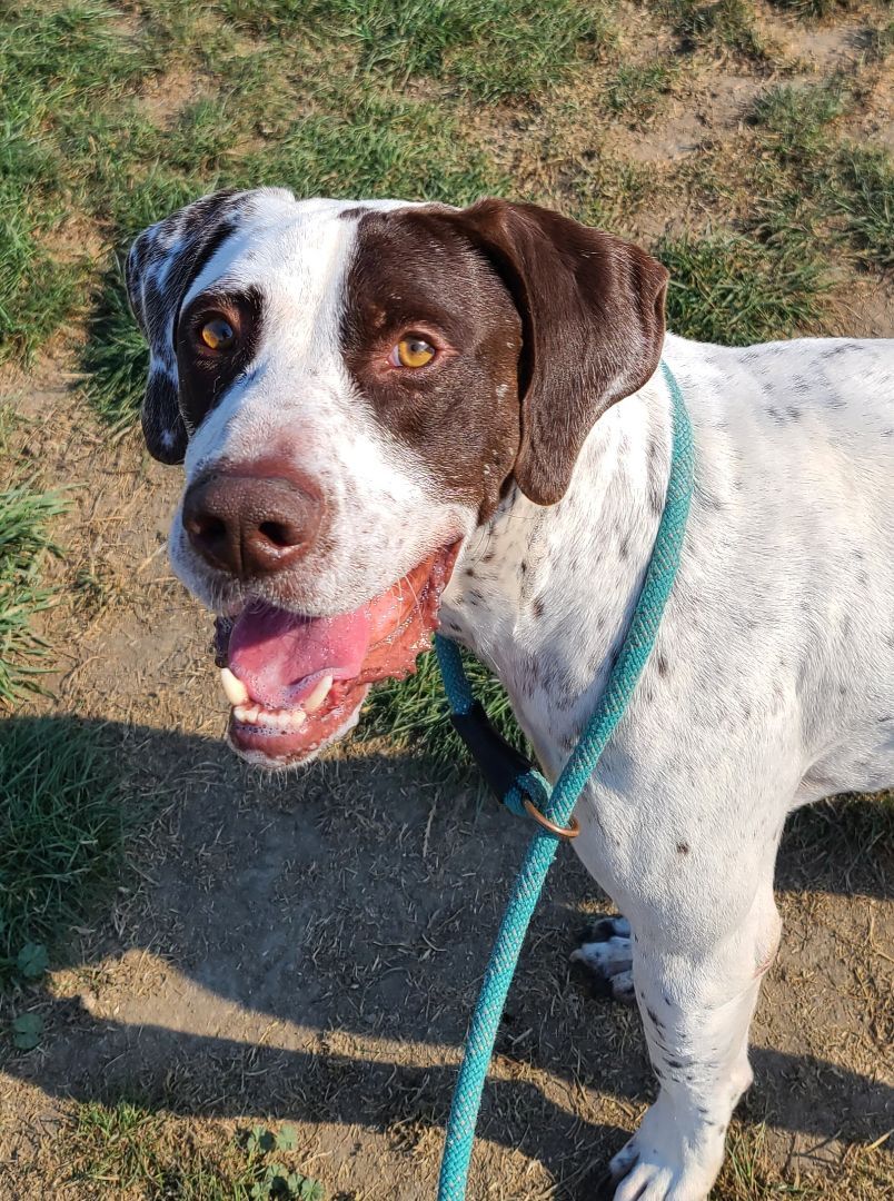 Hank, an adoptable German Shorthaired Pointer in Longview, WA, 98632 | Photo Image 3