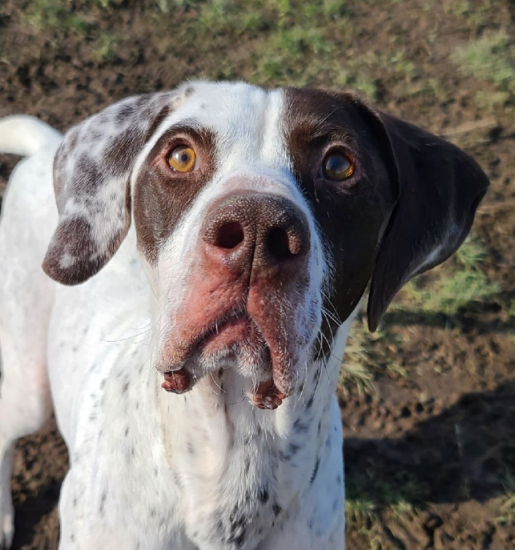 Hank, an adoptable German Shorthaired Pointer in Longview, WA, 98632 | Photo Image 4