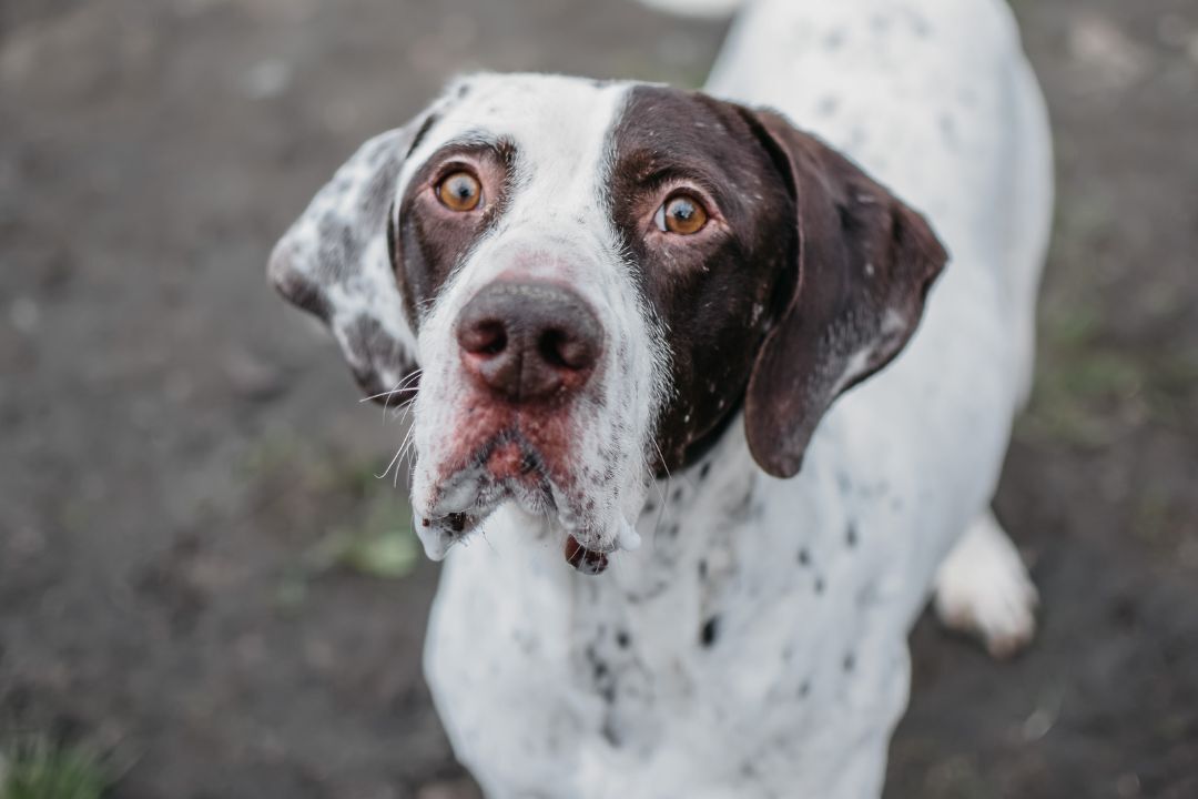 Hank, an adoptable German Shorthaired Pointer in Longview, WA, 98632 | Photo Image 1