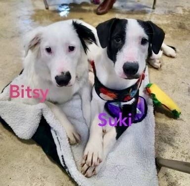 Suki - litter of 2