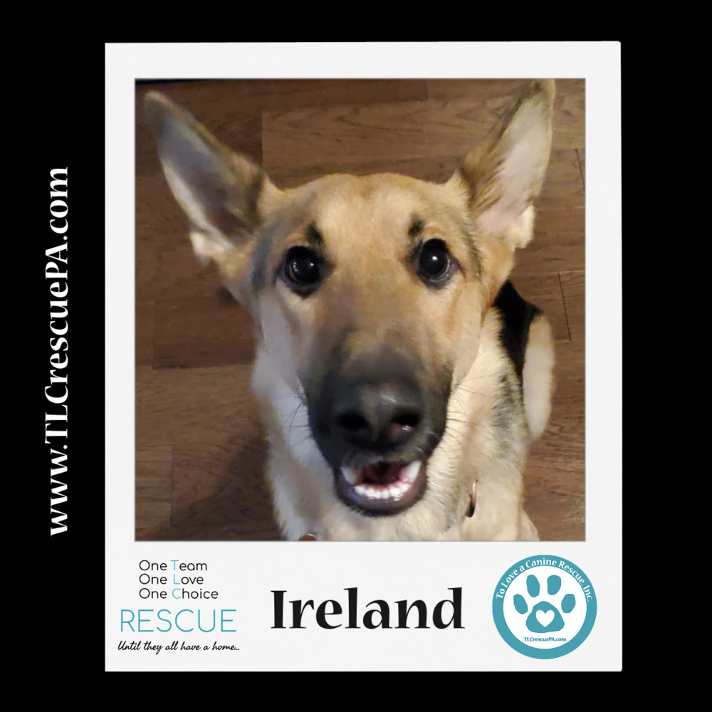 Ireland (Mom to Irelands Pups) 100822