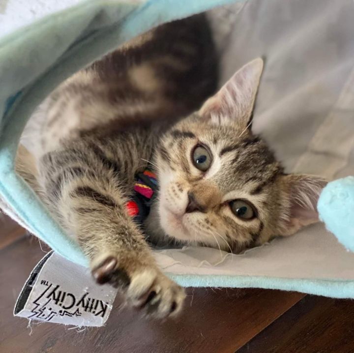 AANG, an adoptable Domestic Short Hair & Tabby Mix in Palm Desert, CA_image-2