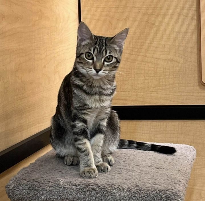 AANG, an adoptable Domestic Short Hair & Tabby Mix in Palm Desert, CA_image-3
