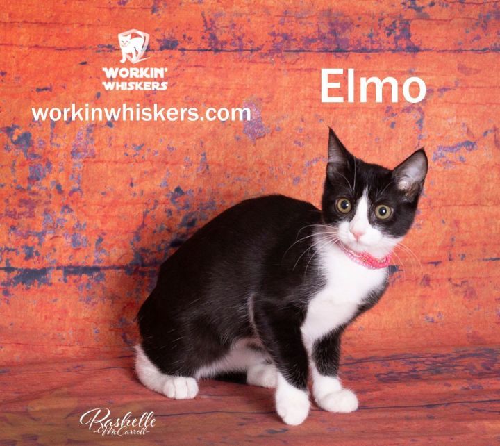 ELMO, an adoptable Domestic Short Hair & Tabby Mix in HEMET, CA_image-1