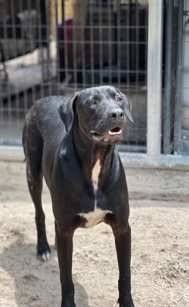Denver, an adoptable Labrador Retriever, Hound in Waynesville, GA, 31566 | Photo Image 1