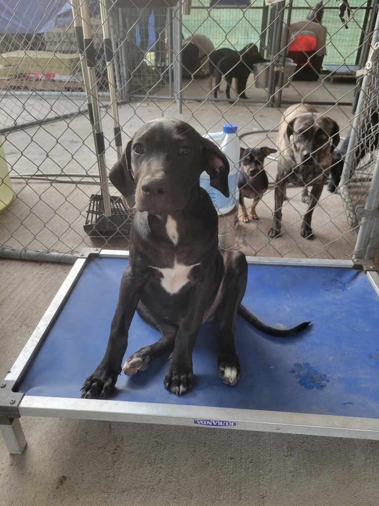 Denver, an adoptable Labrador Retriever, Hound in Waynesville, GA, 31566 | Photo Image 2