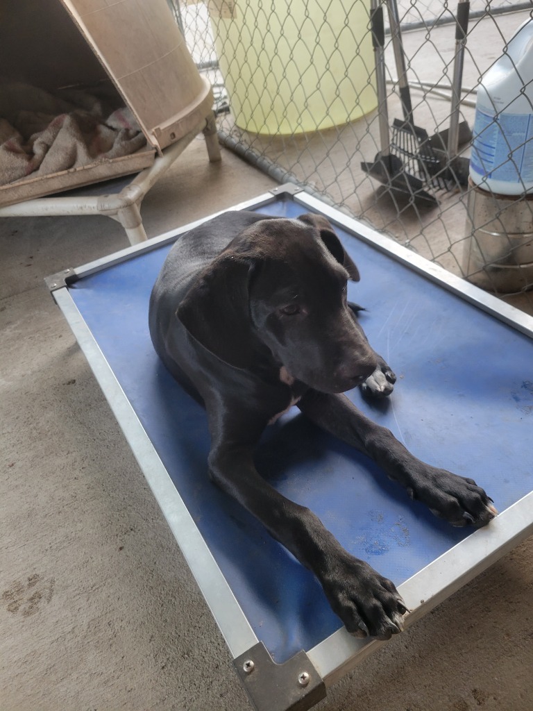 Denver, an adoptable Labrador Retriever, Hound in Waynesville, GA, 31566 | Photo Image 3
