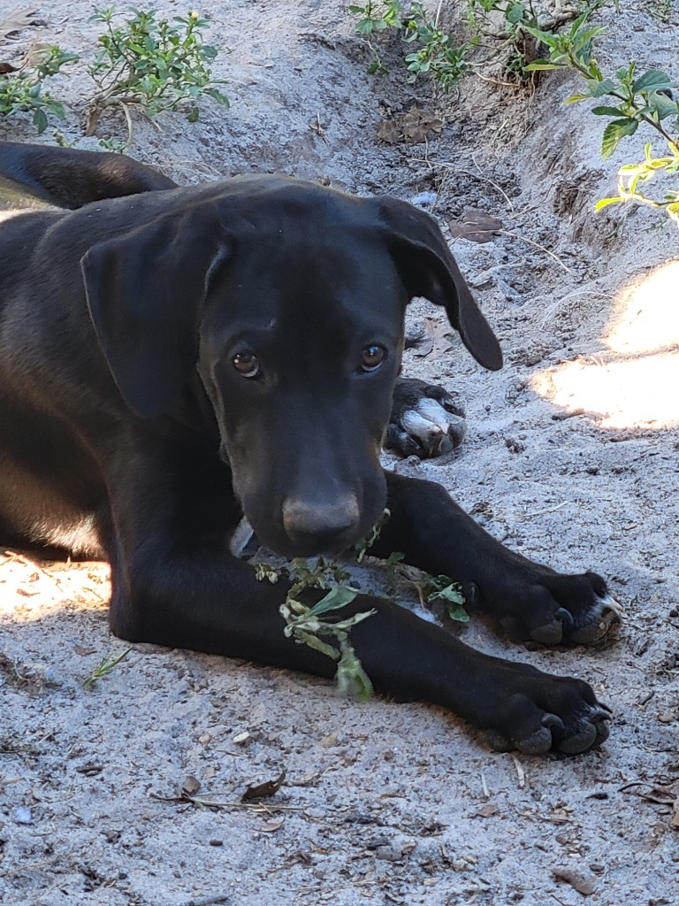 Denver, an adoptable Labrador Retriever, Hound in Waynesville, GA, 31566 | Photo Image 4