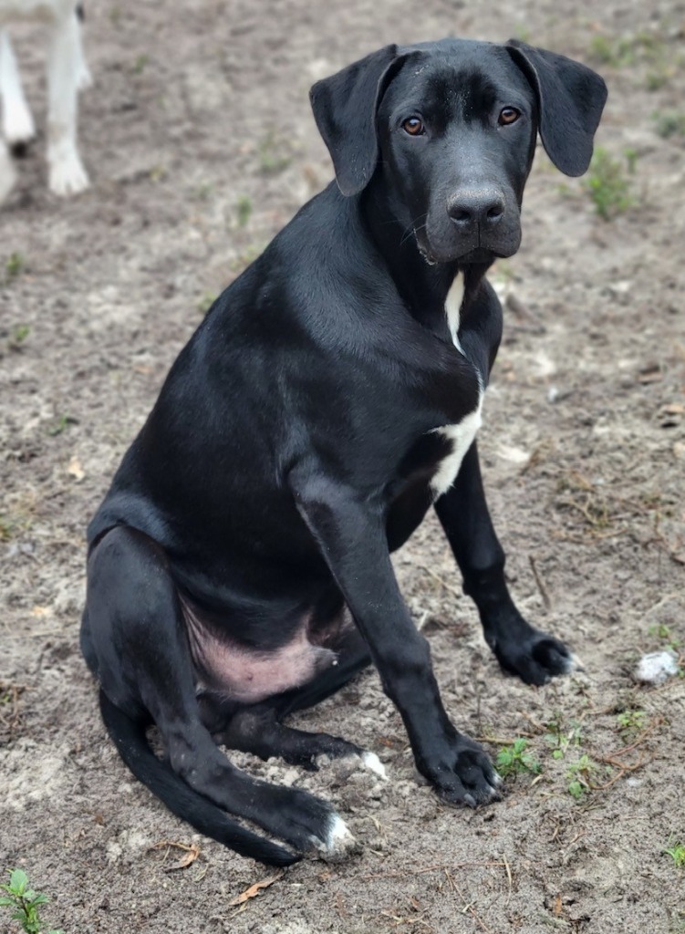 Denver, an adoptable Labrador Retriever, Hound in Waynesville, GA, 31566 | Photo Image 5