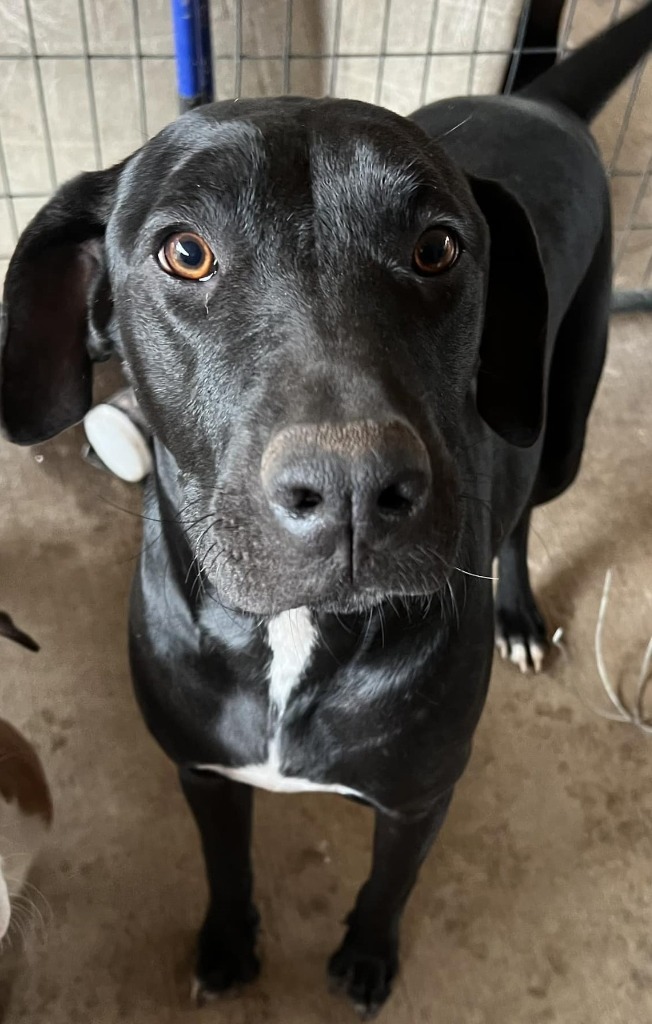 Denver, an adoptable Labrador Retriever, Hound in Waynesville, GA, 31566 | Photo Image 6