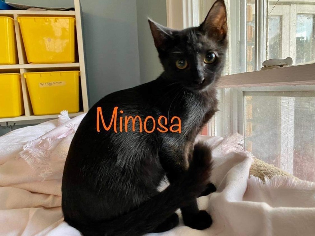 Mimosa, an adoptable Domestic Short Hair in El Dorado, AR, 71730 | Photo Image 1