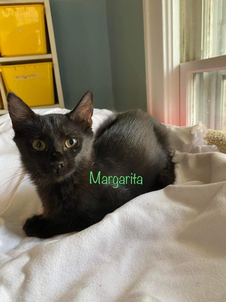 Margarita, an adoptable Domestic Short Hair in El Dorado, AR, 71730 | Photo Image 1