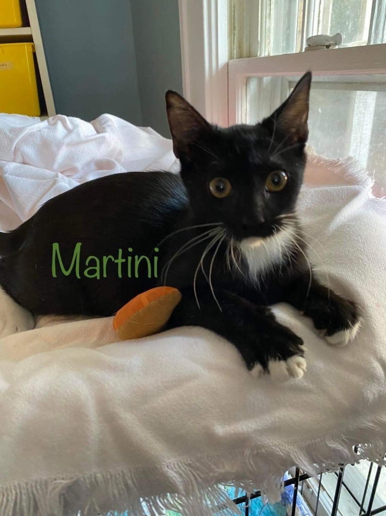 Martini, an adoptable Domestic Short Hair in El Dorado, AR, 71730 | Photo Image 1
