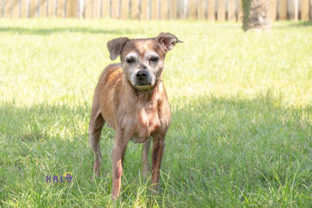 Summer, an adoptable Dachshund, Chihuahua in Sebastian, FL, 32958 | Photo Image 2