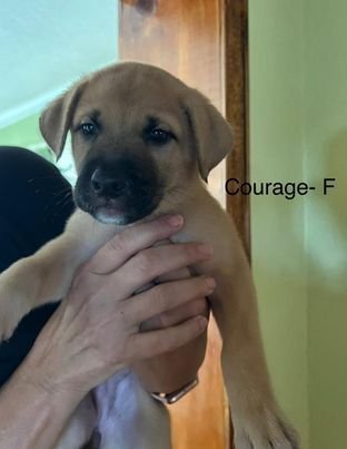 Stella Pup Courage