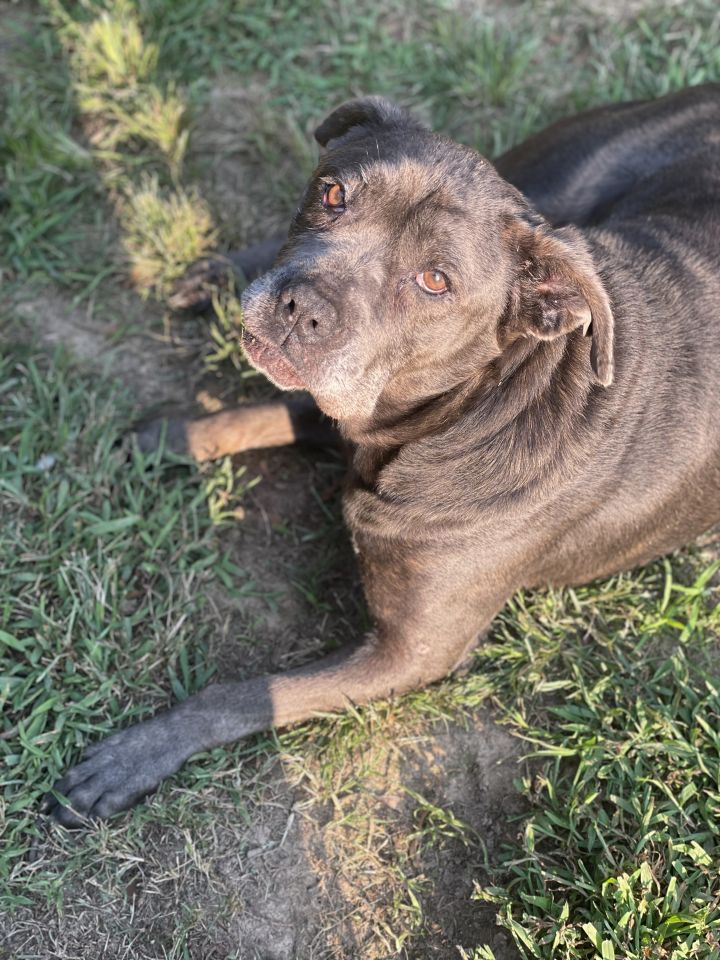 Mollie, an adoptable Boxer & Mastiff Mix in Jackson, MS_image-5
