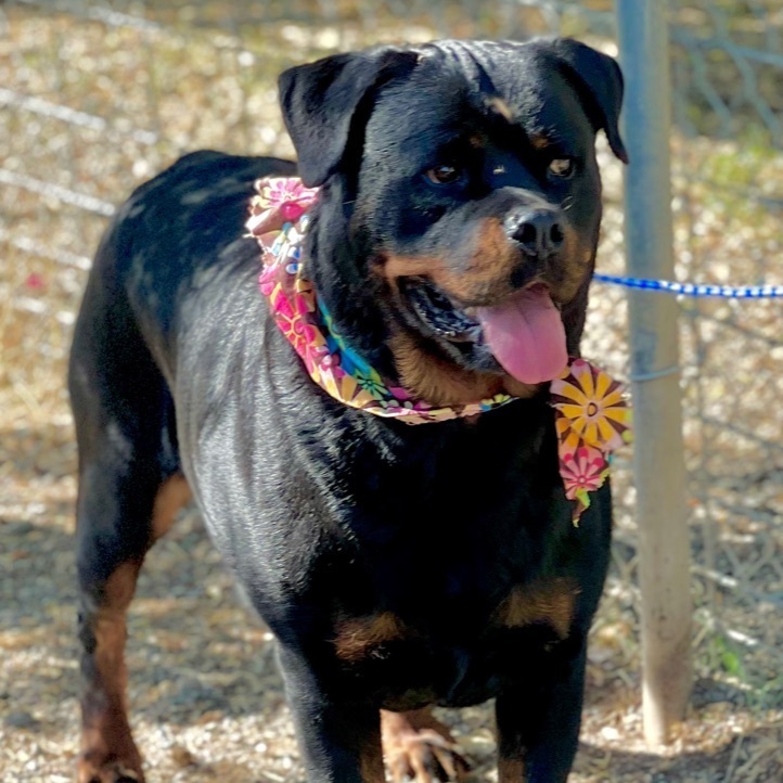 Kassie, an adoptable Rottweiler in Woodland, CA, 95695 | Photo Image 1