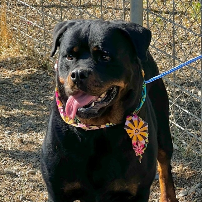 Kassie, an adoptable Rottweiler in Woodland, CA, 95695 | Photo Image 2