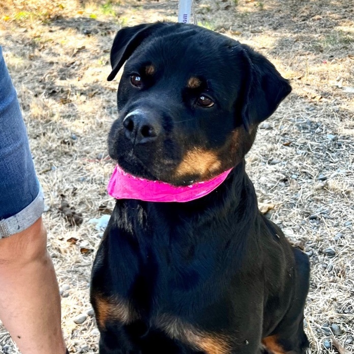 AMELIA, an adoptable Rottweiler in Woodland, CA, 95695 | Photo Image 1