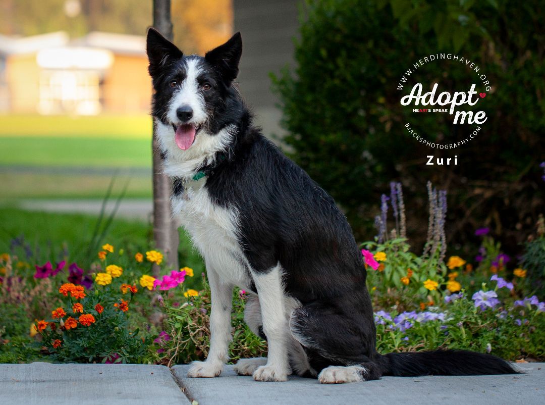 Zuri, an adoptable Border Collie in Salt Lake City, UT, 84108 | Photo Image 1