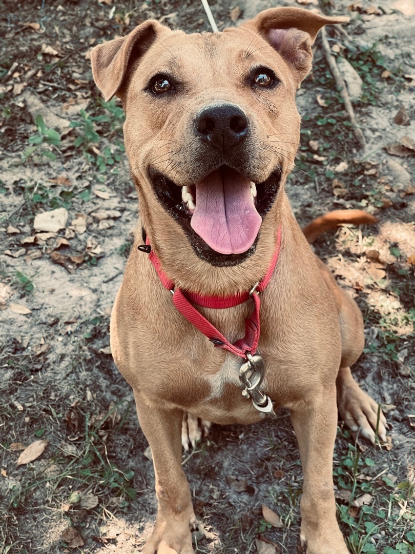 FOXY- Great hiking partner