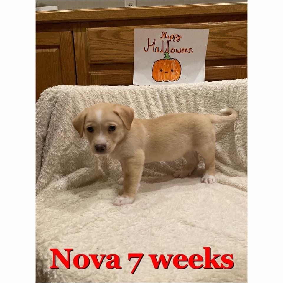 Nova