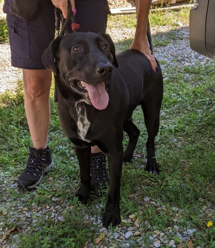 Mastiff and best sale black lab mix