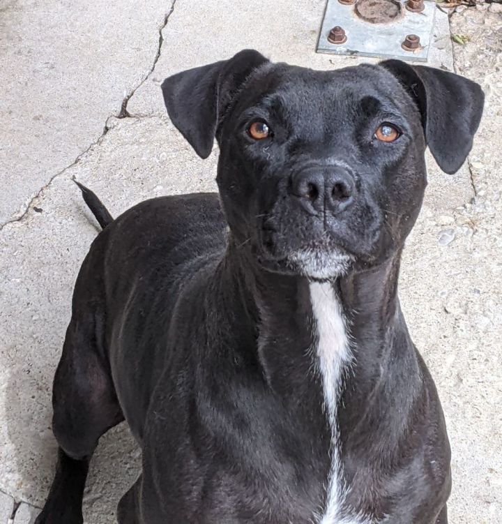 Jessie, an adoptable American Staffordshire Terrier Mix in Bella Vista, AR_image-2
