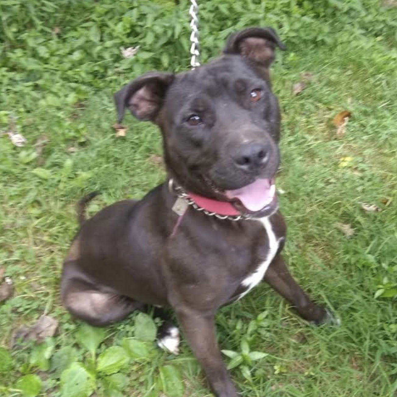 Taco *Adoption Pending*, an adoptable Labrador Retriever, Pit Bull Terrier in Fairfax, VA, 22038 | Photo Image 1