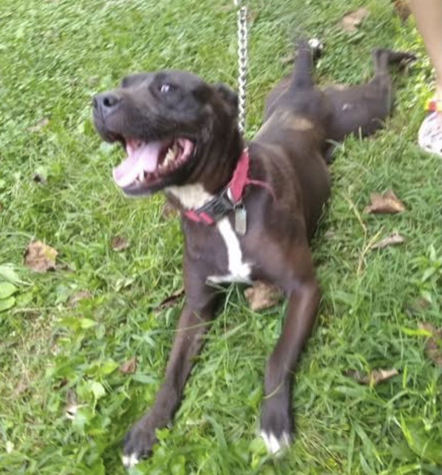 Taco *Adoption Pending*, an adoptable Labrador Retriever, Pit Bull Terrier in Fairfax, VA, 22038 | Photo Image 2