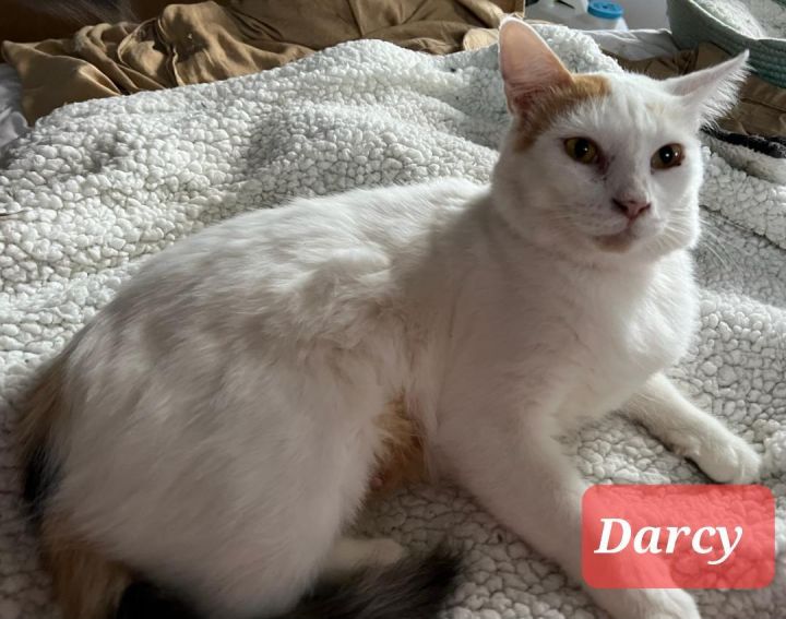 Darcy, an adoptable Turkish Van & Domestic Short Hair Mix in Las Cruces, NM_image-2