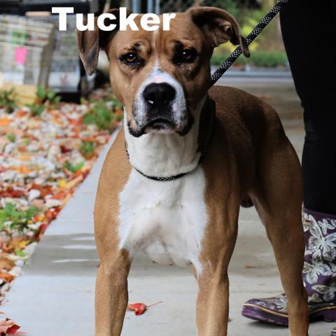 Tucker 221016