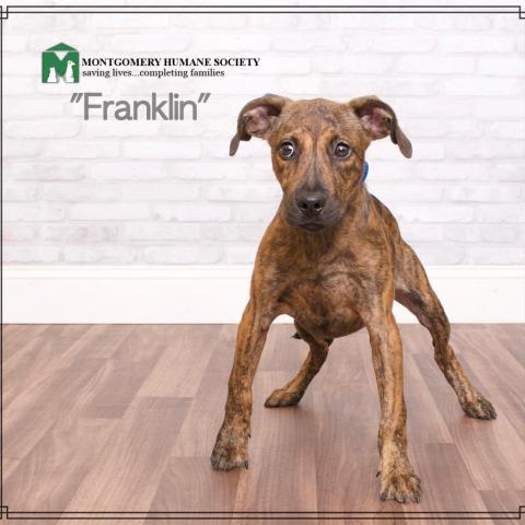 Franklin