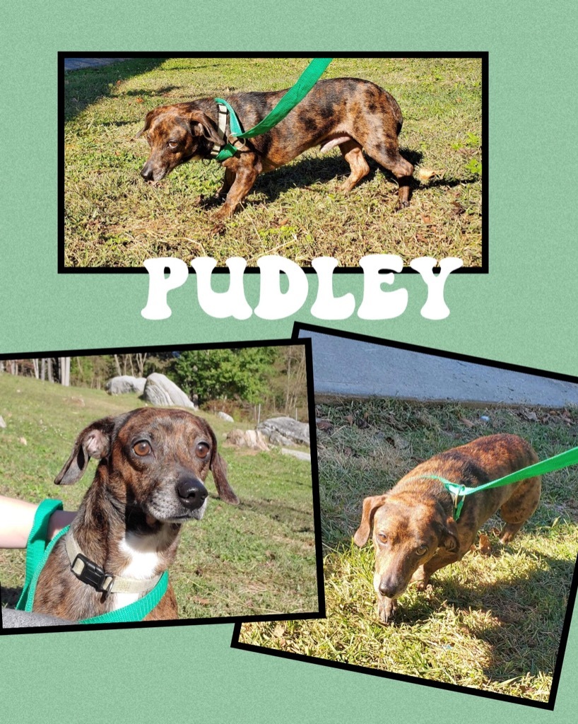 Pudley