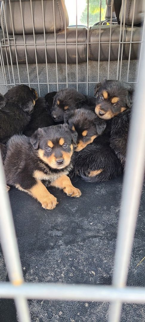 Mom & Rottweiler Pups - Foster Needed ASAP!