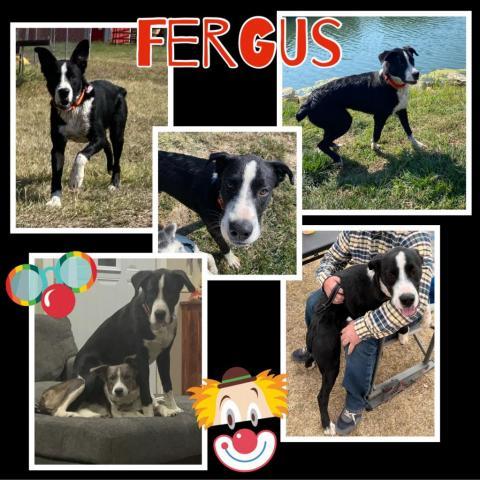 FERGUS