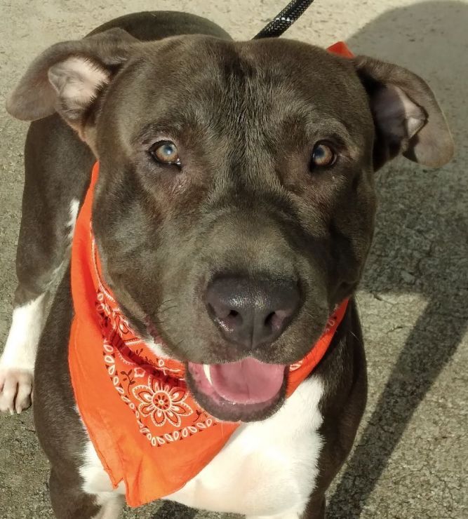 BLUE - Super mellow boy! (CT991561)