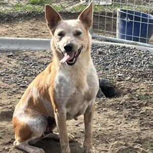 Blonde best sale cattle dog