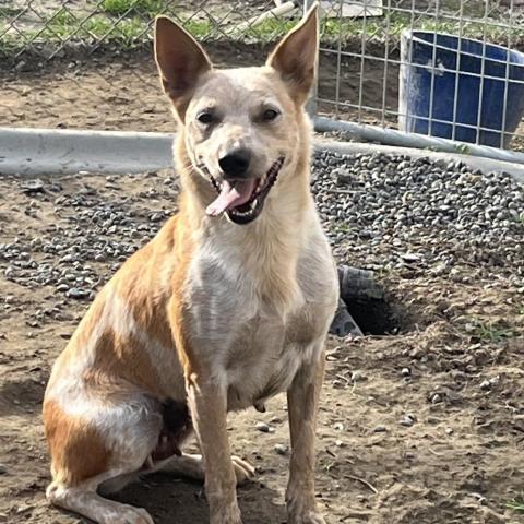 Mini, an adoptable Cattle Dog in Benton City, WA, 99320 | Photo Image 1