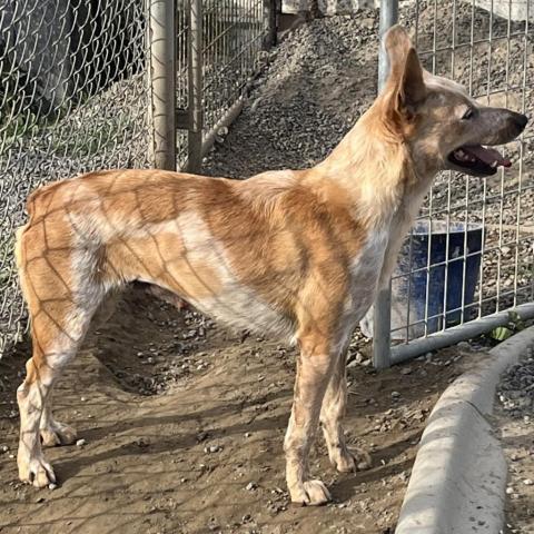 Mini, an adoptable Cattle Dog in Benton City, WA, 99320 | Photo Image 2