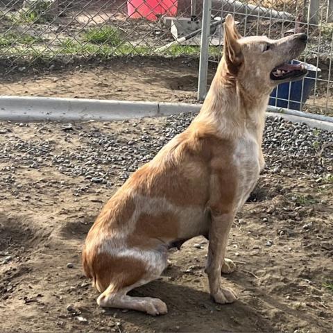 Mini, an adoptable Cattle Dog in Benton City, WA, 99320 | Photo Image 3