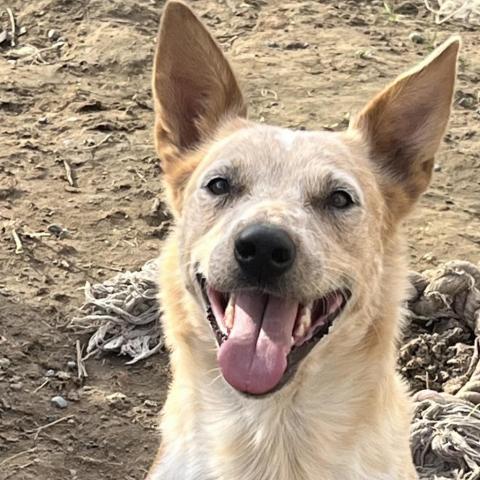 Mini, an adoptable Cattle Dog in Benton City, WA, 99320 | Photo Image 4