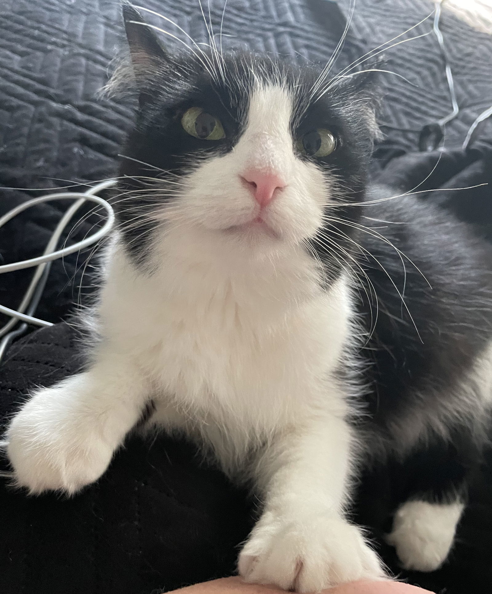 Patchouli, an adoptable Domestic Long Hair, Tuxedo in Lexington, SC, 29071 | Photo Image 2