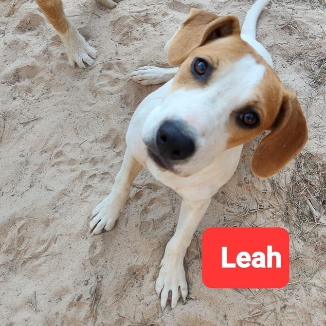 Leah